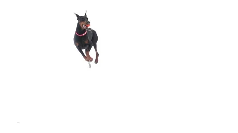 Dog is running in the snow, slow motion Stock Footage 85776161