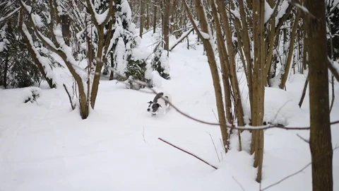 Dog Running In Snow In Winter Forest. Slow Motion. Stock Footage 110237372