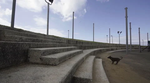 Dog running on steps Stock Footage 63632383