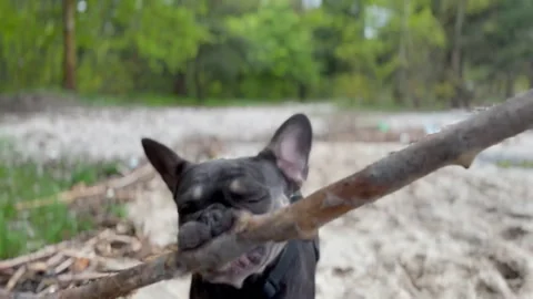Dog Running with Stick on Sand 스톡 동영상 278680650