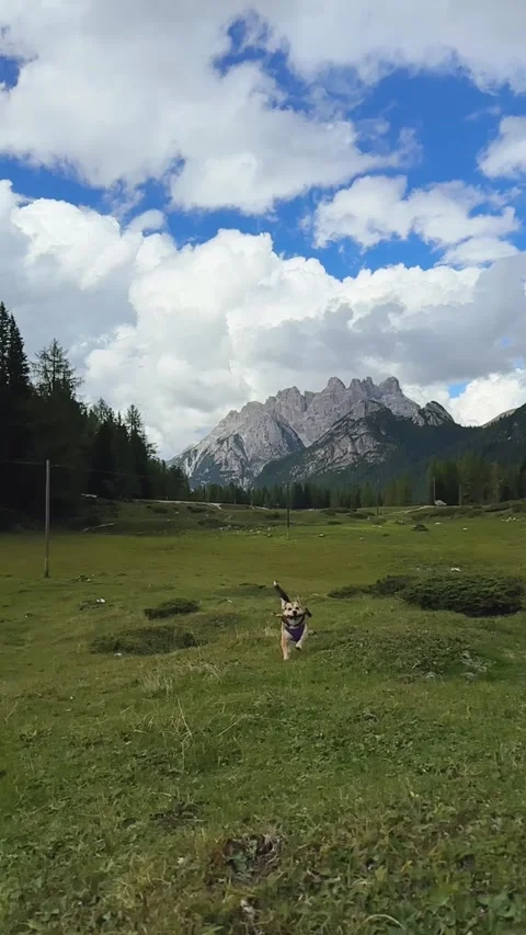 Dog Running with Stick Toward Camera – Slow Motion Dolomites Stockbeeldmateriaal 330437324