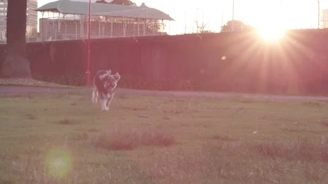 Dog running in sun Stock Footage 70364413