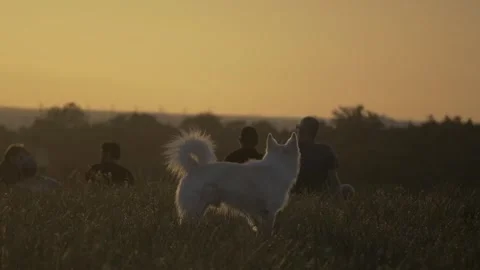 Dog Running, Sunrise Berlin, Viewpoint Drachenberg, Saturday, 17th June 2017 Stock Footage 314793498