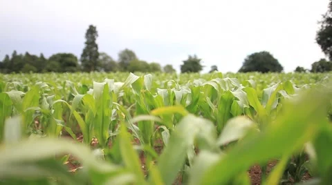 Dog Running Through Crops (HD) Stock Footage 6498901
