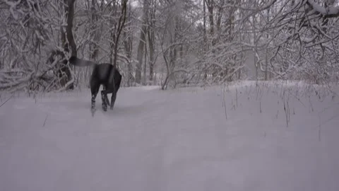 Dog Running Through Falling Snow Stock Footage 305956721