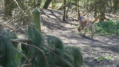 Dog Running Through a Forest Stock Footage 88996803