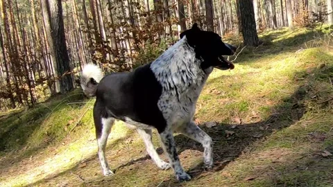 A dog running through the forest Video stock 142279130
