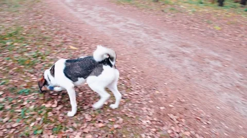 Dog running through the forest Stock Footage 163418055