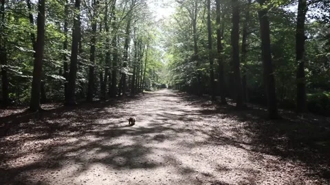 Dog running through forest with sunlight Stock Footage 140038285
