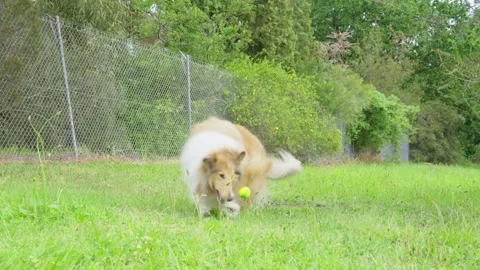 Dog Running Through Grass Chasing Ball in Slow Motion Stock Footage 321116755