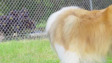 Dog Running Through Grass Chasing Ball in Slow Motion Stock Footage 321116764