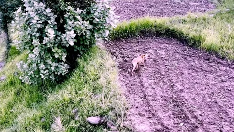 A Dog Running Through Green Fields Stockbeeldmateriaal 339528666