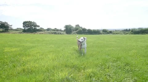 Dog running through long grass slow motion Stock-Footage 66777354
