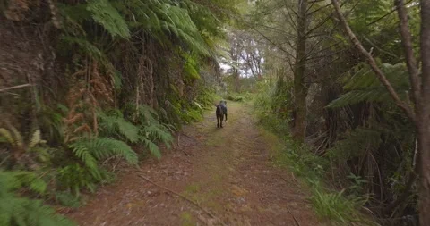 Dog running through native forest in the South Island, New Zealand Stock Footage 244757354