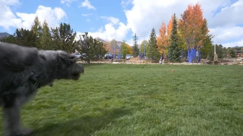 Dog Running through Park Slow Motion Gimbal Видео 86881397