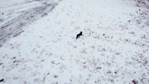 Dog running through snow-covered garbage in a landfill Stock Footage 221464597