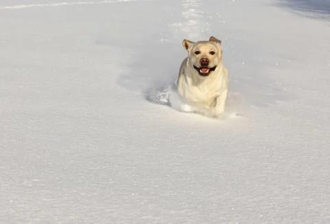Dog running through snow Stock Photos
