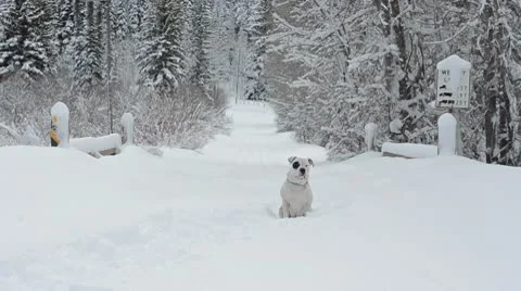 Dog running through snow slow motion 7112 스톡 동영상 10719557