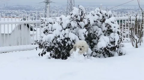 Dog Running Through The Snow In Slow Motion Stock Footage 46832385