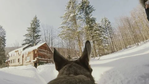 Dog running through the snow in winter with action camera Gopro Stock Footage 73330613