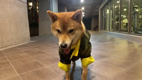 Dog Running Toward Camera with Ball in Mouth – Low Angle Shot Vidéo 328633262