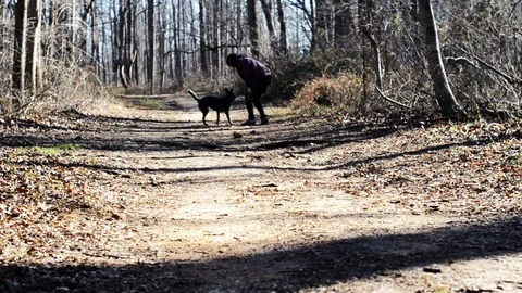 Dog Running Toward Camera (Blurred Slow Motion) Stock Footage 86327437