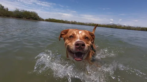 Dog running toward camera Stock Footage 158646291
