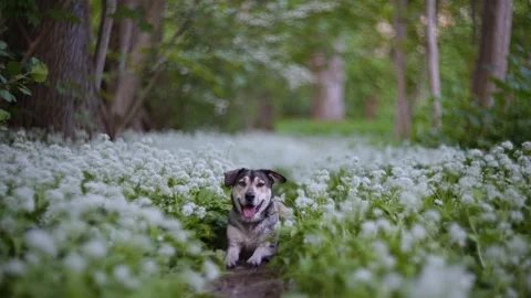Dog Running Toward Camera On Forest Path Lummelunda Gotland Stock Footage 331081789