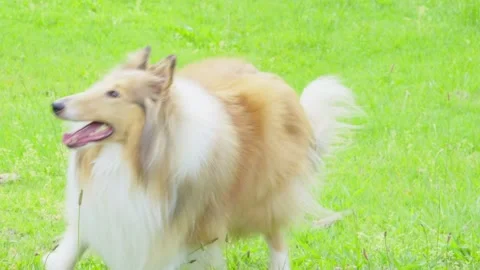 Dog Running Toward Camera in Green Grass Field – Slow Motion Action Stock Footage 321116767