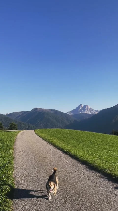 Dog Running Toward Camera in Mountain Meadow Stock Footage 329574336