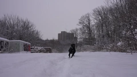 Dog Running Toward Camera in Winter Stock Footage 305956697