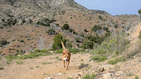 Dog running towards camera on desert mountain trail. Stock-Footage 37166556