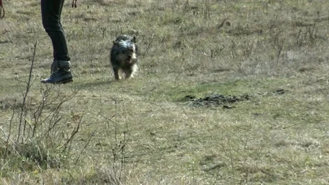 A dog running towards the camera 스톡 동영상 134067661