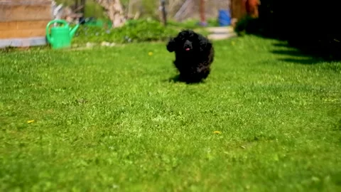 Dog running towards the camera Stock Footage 239069082