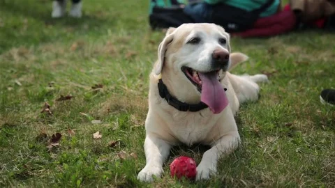 Dog running towards camera. Labrador breed dog running to camera Stock Footage 78548334