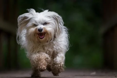 Dog running towards the camera Foto stock