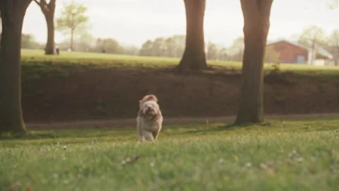 Dog running towards camera at sunset Video stock 130899857