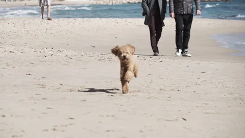 Dog running towards Stock Footage 89650455