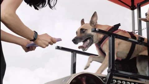 A dog running on a treadmill Stock Footage 260419938