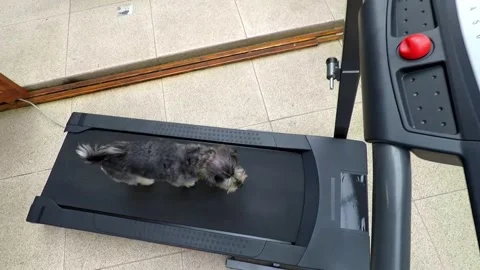 Dog running on a treadmill inside the house Stock Footage 131251064