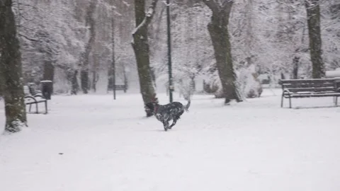 A dog running under falling snow Stock Footage 232810273