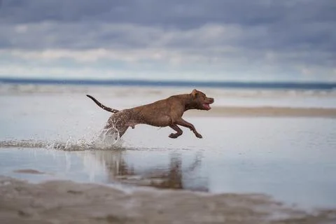 Dog running on water on beach Stock Photos