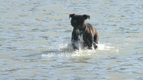 Dog running in water Stock Footage 7163055