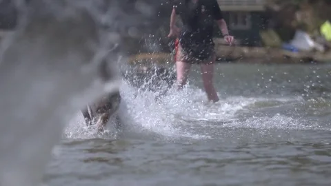 Dog running in water 스톡 동영상 72002354