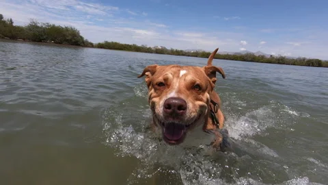 Dog running in water Stock Footage 158646221