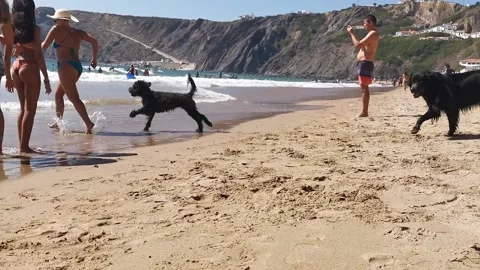 Dog running into water 動画素材 165590752
