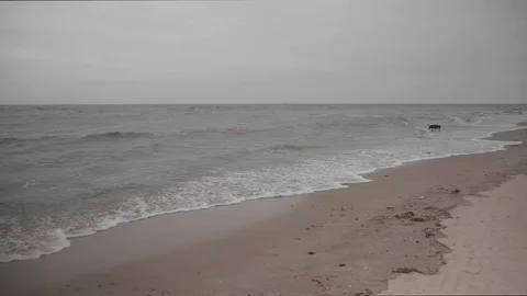 A dog is running into the waves / water. Stock Footage 100106201