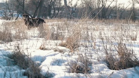 Dog running at winter Stock Footage 73803247