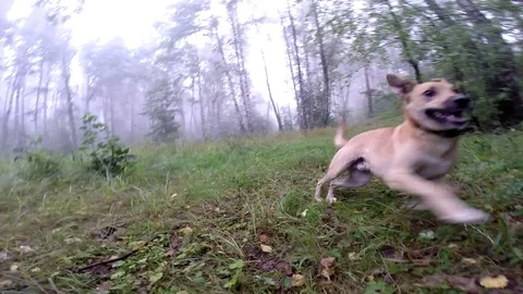 Dog is running in the woods Video stock 83844732