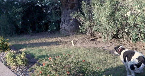 Dog Running in the Yard. Stock-Footage 89600026